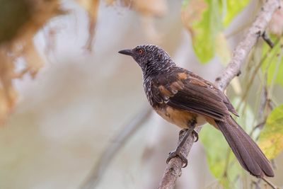 HInde's Babbler - Hindes Babbelaar - Cratrope de Hinde