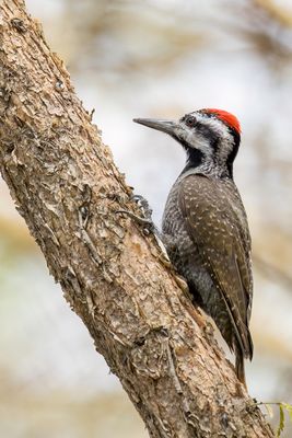 Bearded Woodpecker - Baardspecht - Pic barbu (m)