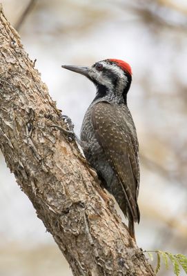 Bearded Woodpecker - Baardspecht - Pic barbu (m)