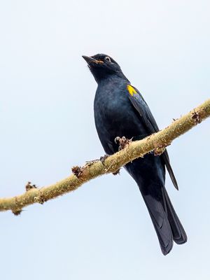 Black Cuckooshrike - Kaapse Rupsvogel - chenilleur  paulettes jaunes (m)