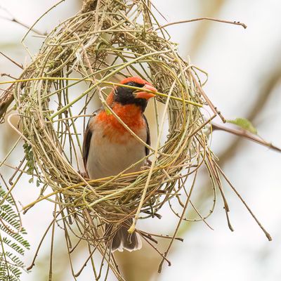 Red-headed Weaver - Scharlaken Wever - Tisserin carlate (m)