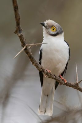 White-crested Helmetshrike - Helmklauwier - Bagadais casqu