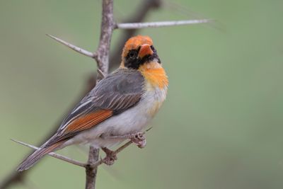 Red-headed Weaver - Scharlaken Wever - Tisserin carlate (m)
