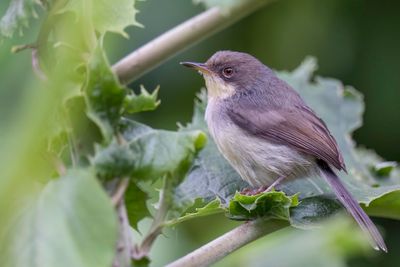 Grey Apalis - Grijze Apalis - Apalis cendre