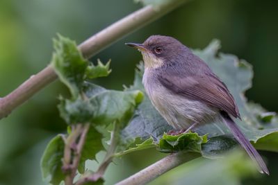 Grey Apalis - Grijze Apalis - Apalis cendre