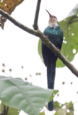 White-headed Wood Hoopoe - Witkopkakelaar - Irrisor  tte blanche
