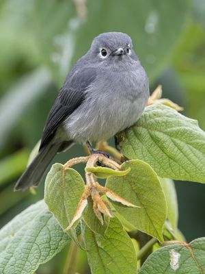 White-eyed Slaty Flycatcher - Bergdrongovliegenvanger - Gobemouche de Fischer