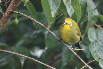 Kikuyu White-eye - Kikuyubrilvogel - Zostrops du Kikuyu