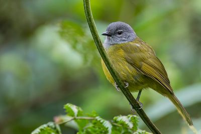 Kikuyu Mountain Greenbul - Kikuyubuulbuul - Bulbul kikuyu