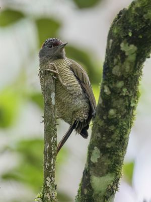 Fine-banded Woodpecker - Fijnstreepspecht - Pic  raies fines