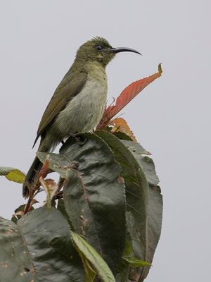 Olive Sunbird - Olijfgroene Honingzuiger - Souimanga olivtre