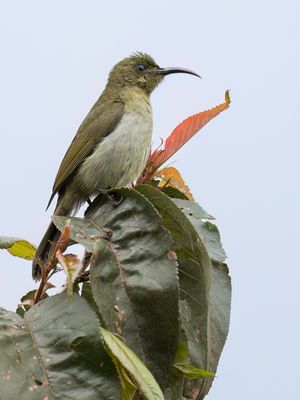 Olive Sunbird - Olijfgroene Honingzuiger - Souimanga olivtre