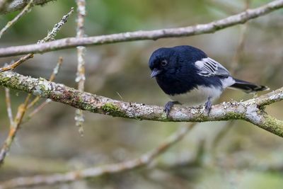 White-bellied Tit - Witbuikmees - Msange  ventre blanc