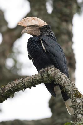 Silvery-cheeked Hornbill - Zilveroorneushoornvogel - Calao  joues argent (m)