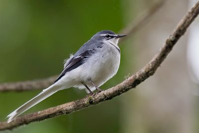 Mountain Wagtail - Bergkwikstaart - Bergeronnette  longue queue