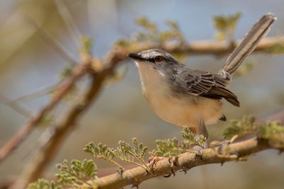 Pale Prinia - Bleke Prinia - Prinia ple