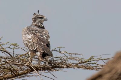 Martial Eagle - Vechtarend - Aigle martial (j)