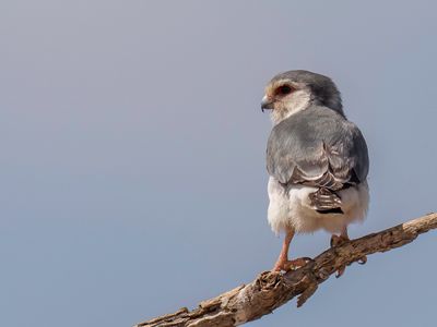 Pygmy Falcon - Afrikaanse Dwergvalk - Fauconnet d'Afrique