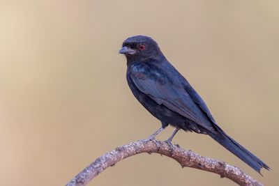 Fork-tailed Drongo - Fluweeldrongo - Drongo brillant