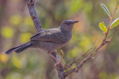 Grey Wren-Warbler - Somalische Savannezanger - Camaroptre modeste
