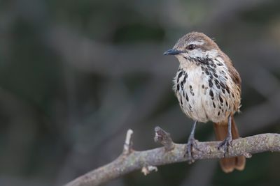 Spotted Palm Thrush - Gevlekte Palmlijster - Cichladuse tachete