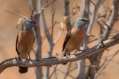 Grey-headed Silverbill - Grijskopzilverbekje - Capucin  tte grise