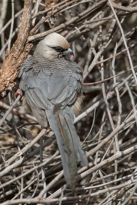 White-headed Mousebird - Witkopmuisvogel - Coliou  tte blanche