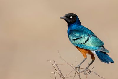 Superb Starling - Driekleurige Glansspreeuw - Choucador superbe