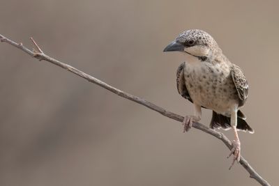 Donaldson Smith's Sparrow-Weaver - Donaldsons Wever - Mahali de Donaldson