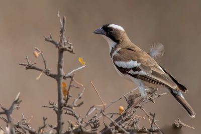 White-browed Sparrow-Weaver - Mahali-wever - Mahali  sourcils blancs