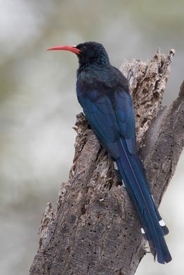 Violet Wood Hoopoe - Damarakakelaar - Irrisor damara