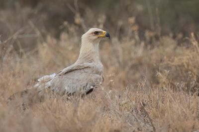 Tawny Eagle - Savannearend - Aigle ravisseur