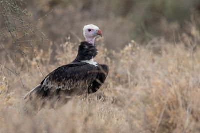 White-headed Vulture - Witkopgier - Vautour  tte blanche (m)