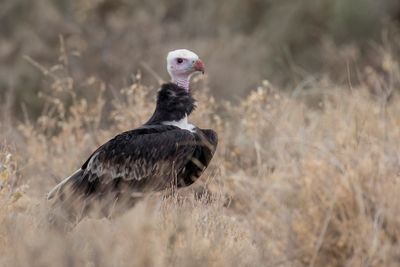 White-headed Vulture - Witkopgier - Vautour  tte blanche (m)