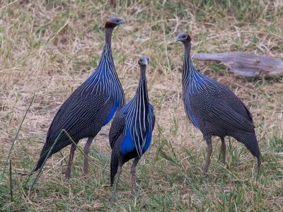 Vulturine Guineafowl - Gierparelhoen - Pintade vulturine