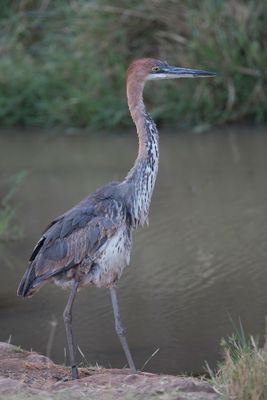 Goliath Heron - Reuzenreiger - Hron goliath