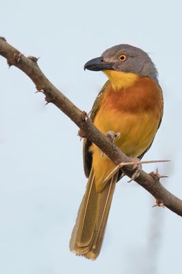 Grey-headed Bushshrike - Spookklauwier - Gladiateur de Blanchot