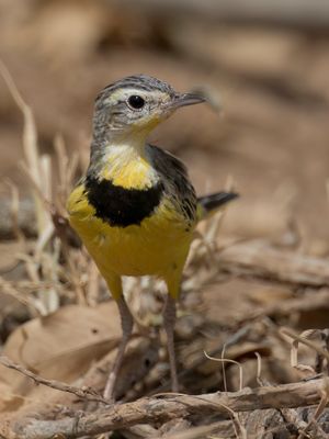 Golden Pipit - Gouden Pieper - Pipit dor