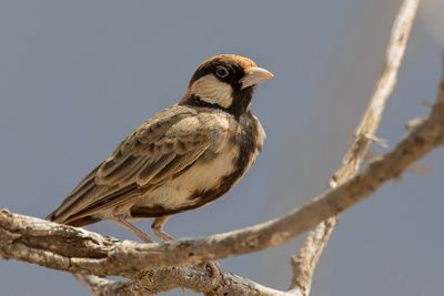 Fischer's Sparrow-Lark - Bruinkapvinkleeuwerik - Moinelette de Fischer (m)