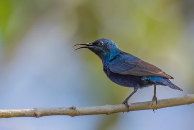 Purple Sunbird - Purperhoningzuiger - Souimanga asiatique (m)
