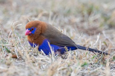 Purple Grenadier - Blauwbuikgranaatastrild - Cordonbleu violac (m)