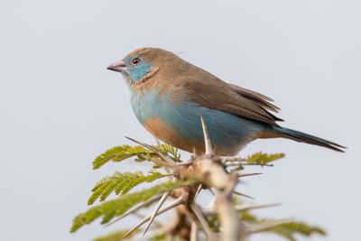 Red-cheeked Cordon-bleu - Blauwfazantje - Cordonbleu  joues rouges (f)