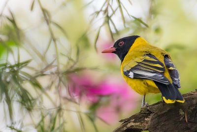 Mountain Oriole - Bergwielewaal - Loriot de Percival