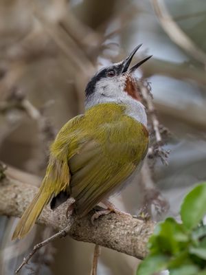 Grey-capped Warbler - Eminia-zanger - minie  calotte grise