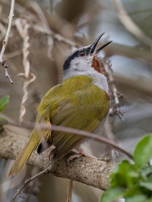 Grey-capped Warbler - Eminia-zanger - minie  calotte grise