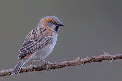 Kenya Sparrow - Keniaanse Roestmus - Moineau roux (m)