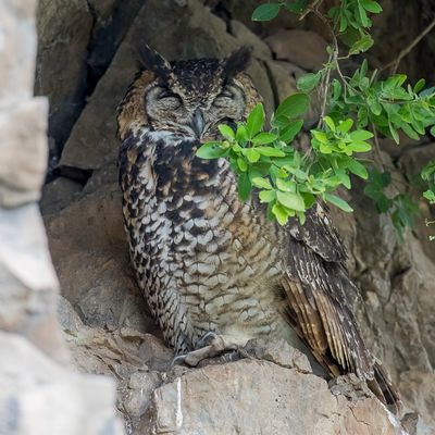 Cape Eagle-Owl - Kaapse Oehoe - Grand-duc du Cap