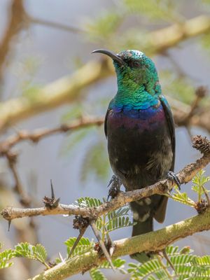 Marico Sunbird - Maricohoningzuiger - Souimanga de Mariqua (m)