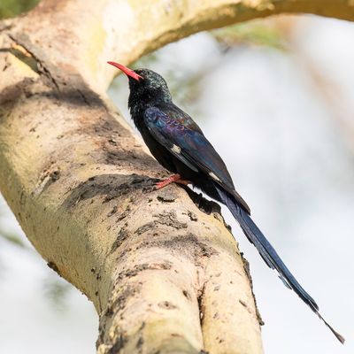 Green Wood Hoopoe - Groene Kakelaar - Irrisor moqueur