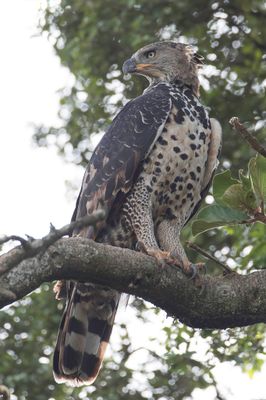 Crowned Eagle - Kroonarend - Aigle couronn